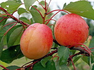Je nach Sorte können Sie ab Mitte Juli saftige Pfirsiche ernten, Aprikosen sogar ab Mitte Juni.