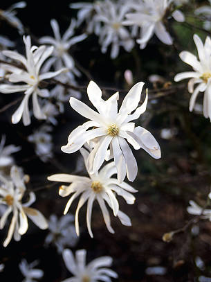 Die Blüten der Sternmagnolie öffnen sich meist im April.