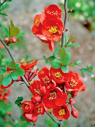 Hingucker in Rot: die Blüten Zierquitte