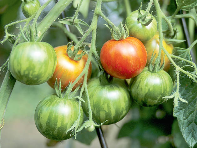 Alte Tomatensorten wie diese 'Tigerella' überraschen mit einer großen Formenvielfalt und kräftigem Geschmack.