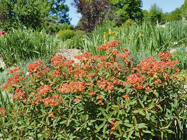 Die Feuerwolfsmilch (Euphorbia griffithii) wird sich auch in trockeneren Sommern wohl fühlen.