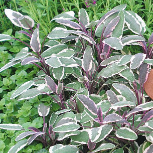 Nicht nur aromatisch, sondern auch sehr dekorativ sind die dreifarbigen Blätter des Buntblattsalbeis 'Tricolor'.