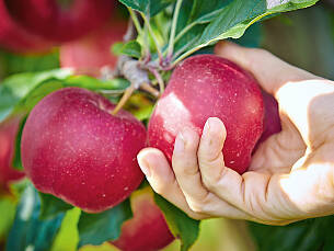 Ein Apfel ist pflückreif, wenn er sich leicht vom Stiel ­abdrehen lässt.