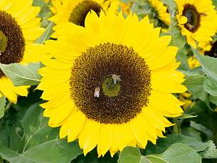 Längst eingebürgert, die Sonnenblume aus Amerika