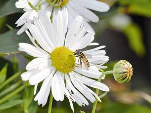 Je später die Jahreszeit, desto knapper werden die Futterquellen für Insekten. Viel Nektar und Pollen bietet die Oktobermargarite (Chrysanthemum serotinum).