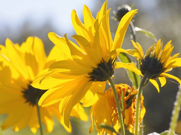 Passend zum Goldenen Oktober: die Blüten des Sonnenauges (Heliopsis scaba)