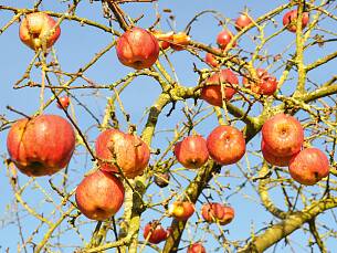 Unsere Äpfel – Futterquelle für viele Vogelarten