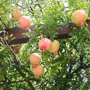 Granatapfel (Punica granatum)