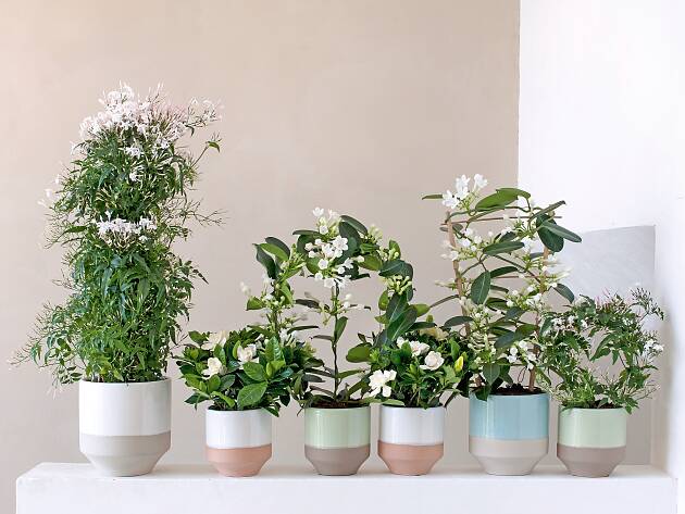 Drei weiß blühende Zimmerpflanzen, die auch durch ­ihren süßen Duft betören, sind Gardenie, Jasmin und Kranzschlinge.