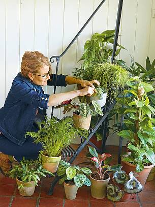 Auf einer Etagere oder Pflanzenleiter schaffen Sie mehr Stellfläche für Ihre Pflanzen.