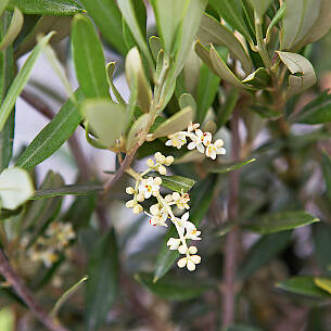 Mitte Mai erscheinen die duftenden, traubenartigen, gelblichweißen Blüten des Olivenbaums.
