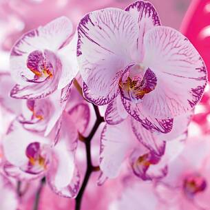 Faszination Orchideen: Wer diesen Exoten einmal verfallen ist, möchte mehr – dafür ist ein warmer Wintergarten ideal.