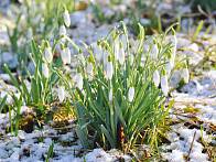 Zuverlässiger Frühlingsbote: das Schneeglöckchen (Galanthus nivalis) | © Roth