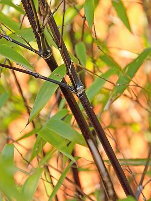 Die dunklen Halme des Schwarzrohrbambus (Phyllostachys nigra) bilden einen tollen Kontrast zu den grünen Blättern.
