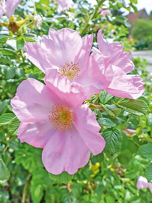 Wildrose mit großen Schalenblüten und dicken Hagebutten: Die Apfel- oder Kartoffelrose (Rosa rugosa)