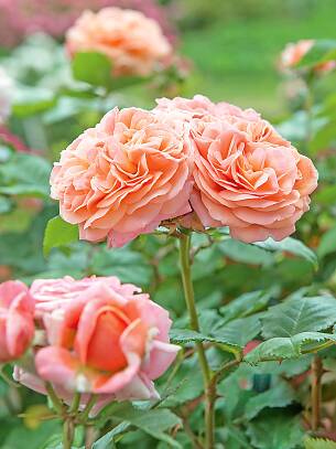 Schön: die apricot-rosafarbenen Blüten der Nostalgie-Edelrose ‘Mary Ann’. Sie duften nach Pfirsich.