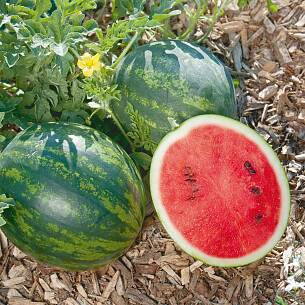 Lohnt den Anbau: die Wassermelone 'Mini Love'.