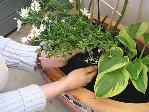 Setzen Sie neue Pflanzen in nährstoffreiche Blumenerde.