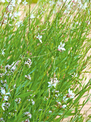 Einfach prächtig, diese Prachtkerze! Ihre Merkmale sind weiße Blüten, graugrünes Laub und eine lange Blütenzeit von Juni bis Oktober.