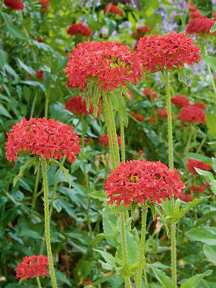 Rote Blüten, wie die der Brennenden Liebe, stechen wie Ausrufezeichen aus dem Beet hervor.