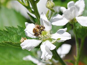 Honigbiene in Brombeerblüte