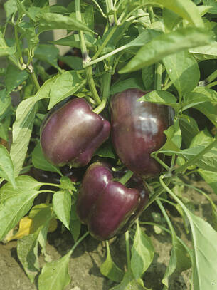 ‘Mavras’ bringt fast schwarze Früchte hervor.