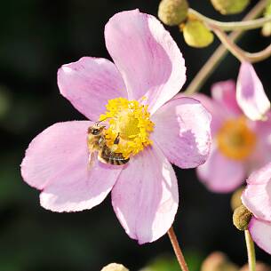 Honigbienen lieben den Pollen der Herbst-Anemone (Anemone japonica).