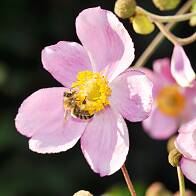 Honigbienen lieben den Pollen der Herbst-Anemone (Anemone japonica). | © Roth
