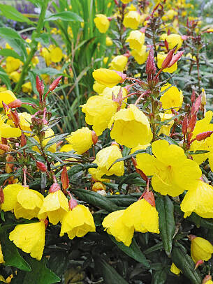 Nachtkerzen (Oenothera tetragona) – vom Regen erfrischt