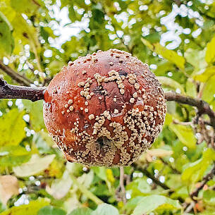 Monila Fruchtfäule an Äpfeln