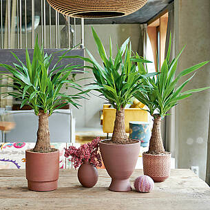 Verschiedene Formen, eine Farbfamilie: Übertöpfe in Erdfarben, hier in Kombi­nation mit Yuccapalmen, erzeugen ein natürliches Flair.