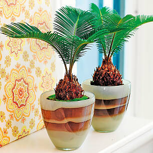 Sehr dekorativ: Der kurze Stamm des Palmfarns erinnert an eine Ananas.