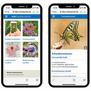 In der Web-App des NABU finden sich zahlreiche Insektenporträts.