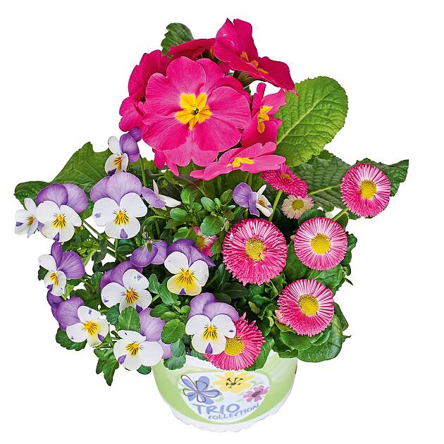 In frischen Frühlingsfarben: Trio Spring Checkies® Pink Love