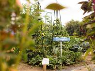 Gemüse liebt Sonne, es sollte möglichst der sonnigste Ort im Garten ausgewählt werden. | © Meine Ernte