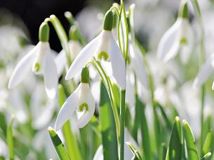 Mit der Schneeglöckchen-Blüte beginnt nach dem Phänologischen Kalender der Vorfrühling.