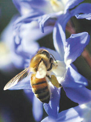 Schneestolz (Chionodoxa luciliae), eine der ersten Nahrungsquellen für Honigbienen