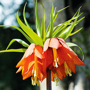 Die Kaiserkrone (Fritillaria imperialis) wirkt als Solitärpflanze besonders edel.