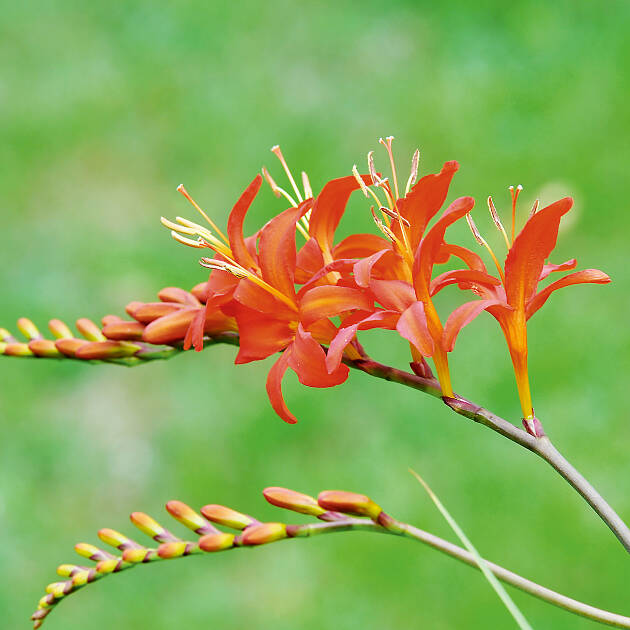 Eine Schönheit aus Südafrika, die Großblumige Montbretie (Crocosmia masoniorum)