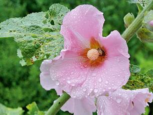 Für die Schnecke ein willkommener Regenschutz – die ungefüllte Blüte einer Stockmalve.