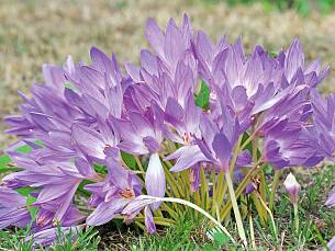 Farbtupfer im Rasen mit Herbstzeitlose ‘Lilac Wonder’