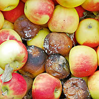 Kranke Äpfel im Lager müssen frühzeitig entfernt werden. | © Breidbach