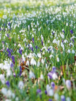 Mit Frühlingsblühern wie Krokussen, Schneeglöckchen, Blaustern oder Schneeglanz verwandeln Sie den Rasen in blühende Wiesen.