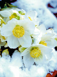 Christrosen blühen im Winter. | © Stein