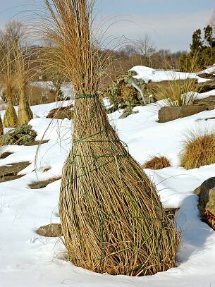 Schopfartig zusammengebunden ertragen empfindliche Gräser auch kaltes und vor allem nasses Winterwetter.