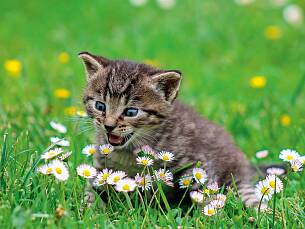 Kleine Abenteurer: Junge Kätzchen sollte man bei ihren Entdeckungstouren nicht unbeaufsichtigt im Garten umherstreunen lassen.
