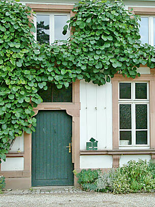 Mit Kiwi (Actinidia) geschmückter Hauseingang in Weinheim