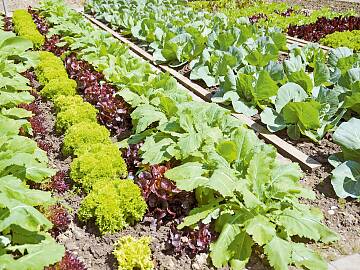 Die meisten Gemüsearten können seit Monatsbeginn direkt ins Beet gesät oder als Setzling gepflanzt werden.