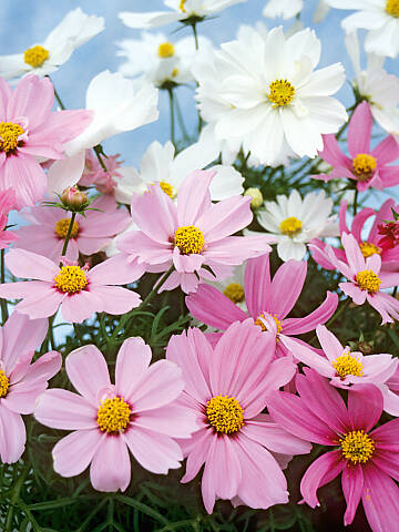 Schmuckkörbchen (Kosmeen) sind beliebte Bauerngartenblumen.