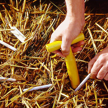 Hier dient Stroh als Kultursubstrat, das mit Pilzsporen besetzten Holzstäbchen geimpft wird.